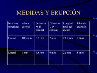 MEDIDAS Y ERUPCIÓN Incisivos superiores Altura coronal Diámetro M-D coronal Diámetro V-P coronal Longitud total del diente Edad de erupción Central 10.5 mm 8.5 mm 7 mm 23.5 mm 7 años Lateral 9 mm 6.5 mm 6 mm 22 mm 8 años 