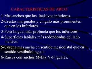 CARACTERISTICAS DE ARCO 1-Más anchos que los  incisivos inferiores. 2-Crestas marginales y cíngulo más prominentes que en los inferiores. 3-Fosa lingual más profunda que los inferiores. 4-Superficies labiales más redondeadas del lado incisivo. 5-Corona más ancha en sentido mesiodistal que en sentido vestibulolingual. 6-Raíces con anchos M-D y V-P iguales. 