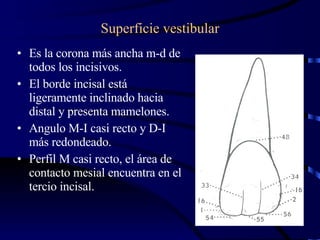 Superficie vestibular Es la corona más ancha m-d de todos los incisivos. El borde incisal está ligeramente inclinado hacia distal y presenta mamelones. Angulo M-I casi recto y D-I más redondeado. Perfil M casi recto, el área de contacto mesial encuentra en el tercio incisal. 