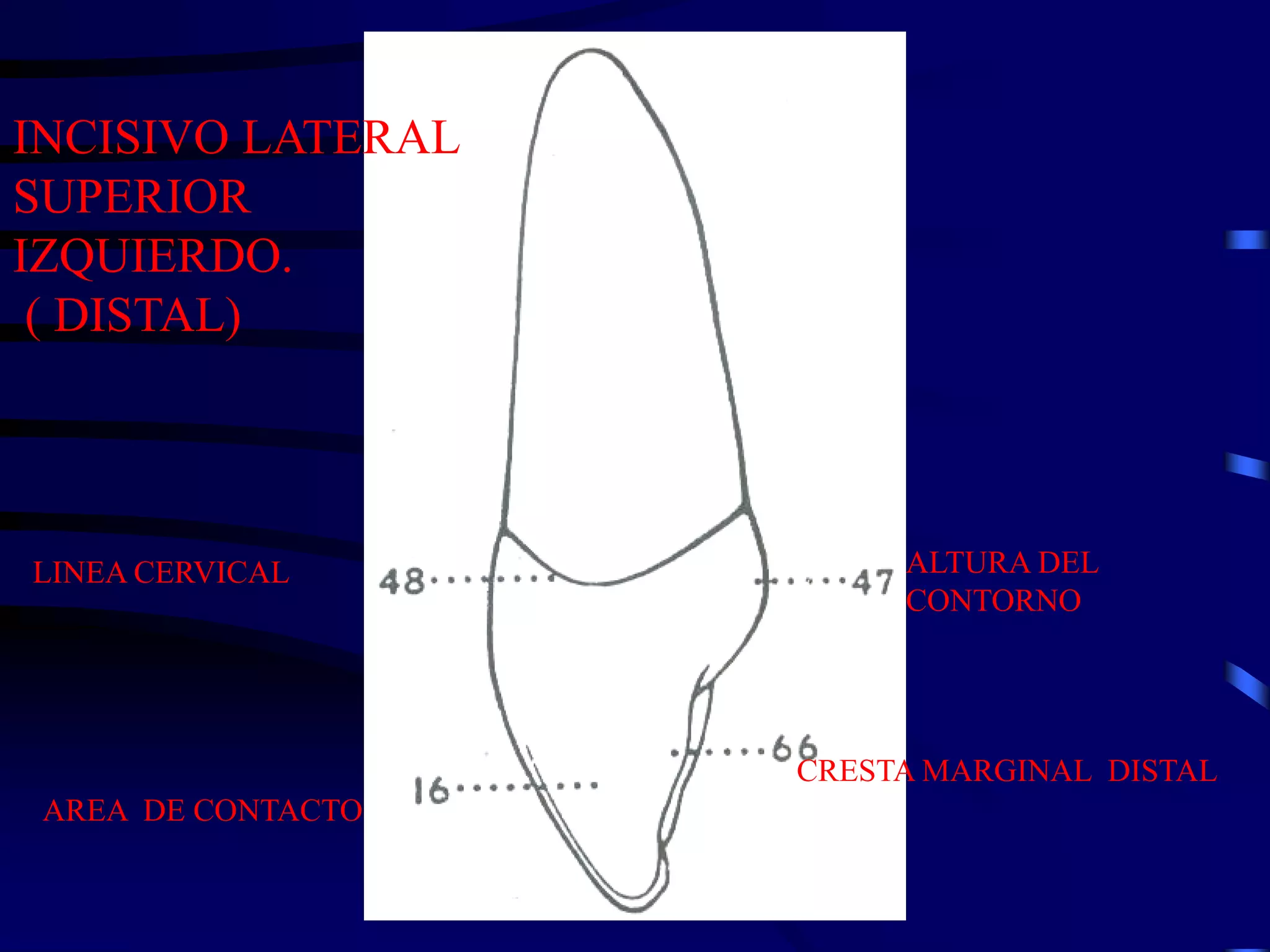 Cuanto Mide Un Incisivo Central Superior