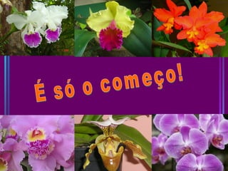 Inclusao   prof. de recurso aninha