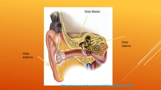 Oído
interno
Oido Medio
Oido
externo
https://www.youtube.com/watch?v=gG0RYfTcvKM
 