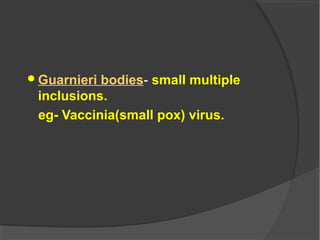 Guarnieri bodies- small multiple
inclusions.
eg- Vaccinia(small pox) virus.
 