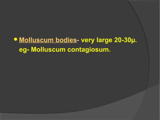 Molluscum bodies- very large 20-30µ.
eg- Molluscum contagiosum.
 