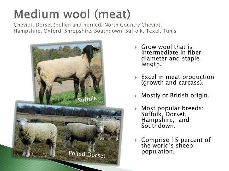 income opportunities with sheep and goats