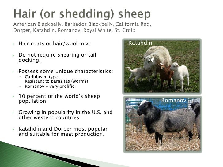 Income Opportunities With Sheep And Goats