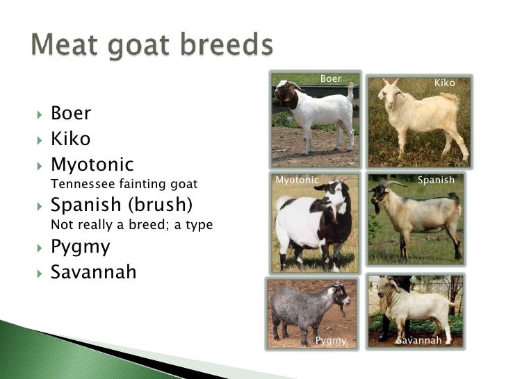 Goat Size Chart