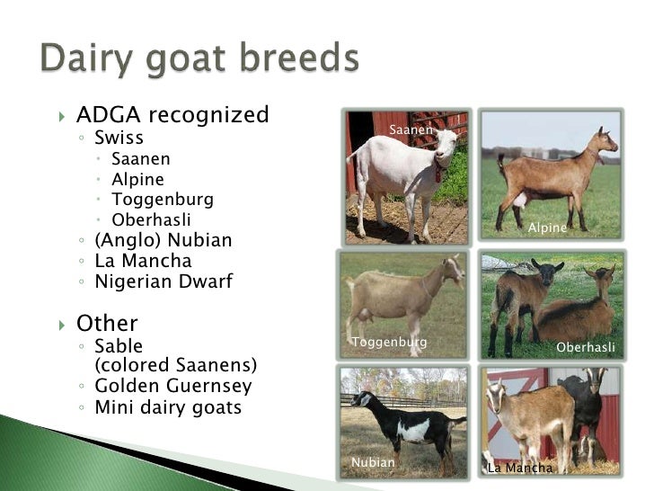 Nubian Goat Color Chart