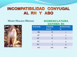 Mono Macaco Rhesus NOMENCLATURA
SISTEMA Rh
WIENER FISHER-
RACE
ROSENFIEL
D
Rh D 1
rh` C 2
rh´´ E 3
hr´ c 4
hr´´ e 5
etc etc. etc.
 