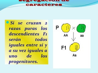segregación de
caracteres
Si se cruzan 2
razas puras los
descendientes F1
serán todos
iguales entre sí y
a su vez iguales a
uno de los
progenitores.
 
