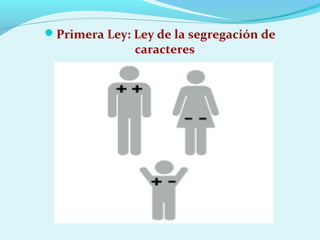 Primera Ley: Ley de la segregación de
caracteres
 
