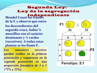 Segunda Ley:
Ley de la segregación
independiente
Mendel Cruzó los frijoles
de la F1
y observó que entre
los descendientes del
segundo cruce, había ¾
amarillos con el carácter
dominante y ¼ verdes
(recesivos). A todas estas
plantas se les llamó F2
.
Los caracteres recesivos
quedan ocultos en la primera
generación y reaparecen en la
segunda generación en una
proporción fenotípica de 3 a 1
(75% y 25%).
 