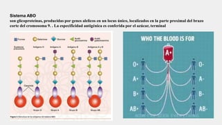INCOMPATIBILIDAD RH E ISOINMUNIZACION.pptx