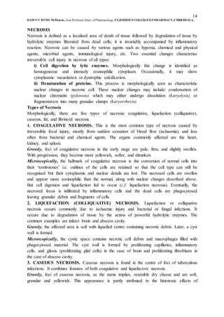 14
DAWN V TOMY M.Pharm.,Asst.Professor,Dept. ofPharmacology, ST.JOSEPH’S COLLEGEOFPHARMACY,CHERTHALA.
NECROSIS
Necrosis is defined as a localised area of death of tissue followed by degradation of tissue by
hydrolytic enzymes liberated from dead cells; it is invariably accompanied by inflammatory
reaction. Necrosis can be caused by various agents such as hypoxia, chemical and physical
agents, microbial agents, immunological injury, etc. Two essential changes characterise
irreversible cell injury in necrosis of all types:
i) Cell digestion by lytic enzymes. Morphologically this change is identified as
homogeneous and intensely eosinophilic cytoplasm. Occasionally, it may show
cytoplasmic vacuolation or dystrophic calcification.
ii) Denaturation of proteins. This process is morphologically seen as characteristic
nuclear changes in necrotic cell. These nuclear changes may include: condensation of
nuclear chromatin (pyknosis) which may either undergo dissolution (karyolysis) or
fragmentation into many granular clumps (karyorrhexis).
Types of Necrosis
Morphologically, there are five types of necrosis: coagulative, liquefaction (colliquative),
caseous, fat, and fibrinoid necrosis.
1. COAGULATIVE NECROSIS. This is the most common type of necrosis caused by
irreversible focal injury, mostly from sudden cessation of blood flow (ischaemia), and less
often from bacterial and chemical agents. The organs commonly affected are the heart,
kidney, and spleen.
Grossly, foci of coagulative necrosis in the early stage are pale, firm, and slightly swollen.
With progression, they become more yellowish, softer, and shrunken.
Microscopically, the hallmark of coagulative necrosis is the conversion of normal cells into
their ‘tombstones’ i.e. outlines of the cells are retained so that the cell type can still be
recognised but their cytoplasmic and nuclear details are lost. The necrosed cells are swollen
and appear more eosinophilic than the normal, along with nuclear changes described above.
But cell digestion and liquefaction fail to occur (c.f. liquefaction necrosis). Eventually, the
necrosed focus is infiltrated by inflammatory cells and the dead cells are phagocytosed
leaving granular debris and fragments of cells.
2. LIQUEFACTION (COLLIQUATIVE) NECROSIS. Liquefaction or colliquative
necrosis occurs commonly due to ischaemic injury and bacterial or fungal infections. It
occurs due to degradation of tissue by the action of powerful hydrolytic enzymes. The
common examples are infarct brain and abscess cavity.
Grossly, the affected area is soft with liquefied centre containing necrotic debris. Later, a cyst
wall is formed.
Microscopically, the cystic space contains necrotic cell debris and macrophages filled with
phagocytosed material. The cyst wall is formed by proliferating capillaries, inflammatory
cells, and gliosis (proliferating glial cells) in the case of brain and proliferating fibroblasts in
the case of abscess cavity.
3. CASEOUS NECROSIS. Caseous necrosis is found in the centre of foci of tuberculous
infections. It combines features of both coagulative and liquefactive necrosis.
Grossly, foci of caseous necrosis, as the name implies, resemble dry cheese and are soft,
granular and yellowish. This appearance is partly attributed to the histotoxic effects of
 
