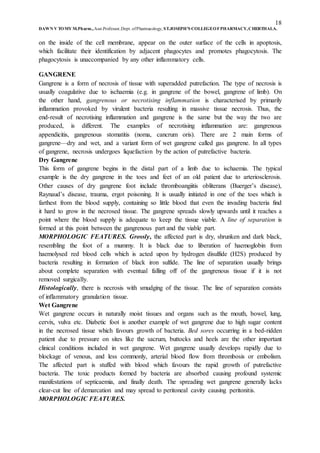 18
DAWN V TOMY M.Pharm.,Asst.Professor,Dept. ofPharmacology, ST.JOSEPH’S COLLEGEOFPHARMACY,CHERTHALA.
on the inside of the cell membrane, appear on the outer surface of the cells in apoptosis,
which facilitate their identification by adjacent phagocytes and promotes phagocytosis. The
phagocytosis is unaccompanied by any other inflammatory cells.
GANGRENE
Gangrene is a form of necrosis of tissue with superadded putrefaction. The type of necrosis is
usually coagulative due to ischaemia (e.g. in gangrene of the bowel, gangrene of limb). On
the other hand, gangrenous or necrotising inflammation is characterised by primarily
inflammation provoked by virulent bacteria resulting in massive tissue necrosis. Thus, the
end-result of necrotising inflammation and gangrene is the same but the way the two are
produced, is different. The examples of necrotising inflammation are: gangrenous
appendicitis, gangrenous stomatitis (noma, cancrum oris). There are 2 main forms of
gangrene—dry and wet, and a variant form of wet gangrene called gas gangrene. In all types
of gangrene, necrosis undergoes liquefaction by the action of putrefactive bacteria.
Dry Gangrene
This form of gangrene begins in the distal part of a limb due to ischaemia. The typical
example is the dry gangrene in the toes and feet of an old patient due to arteriosclerosis.
Other causes of dry gangrene foot include thromboangiitis obliterans (Buerger’s disease),
Raynaud’s disease, trauma, ergot poisoning. It is usually initiated in one of the toes which is
farthest from the blood supply, containing so little blood that even the invading bacteria find
it hard to grow in the necrosed tissue. The gangrene spreads slowly upwards until it reaches a
point where the blood supply is adequate to keep the tissue viable. A line of separation is
formed at this point between the gangrenous part and the viable part.
MORPHOLOGIC FEATURES. Grossly, the affected part is dry, shrunken and dark black,
resembling the foot of a mummy. It is black due to liberation of haemoglobin from
haemolysed red blood cells which is acted upon by hydrogen disulfide (H2S) produced by
bacteria resulting in formation of black iron sulfide. The line of separation usually brings
about complete separation with eventual falling off of the gangrenous tissue if it is not
removed surgically.
Histologically, there is necrosis with smudging of the tissue. The line of separation consists
of inflammatory granulation tissue.
Wet Gangrene
Wet gangrene occurs in naturally moist tissues and organs such as the mouth, bowel, lung,
cervix, vulva etc. Diabetic foot is another example of wet gangrene due to high sugar content
in the necrosed tissue which favours growth of bacteria. Bed sores occurring in a bed-ridden
patient due to pressure on sites like the sacrum, buttocks and heels are the other important
clinical conditions included in wet gangrene. Wet gangrene usually develops rapidly due to
blockage of venous, and less commonly, arterial blood flow from thrombosis or embolism.
The affected part is stuffed with blood which favours the rapid growth of putrefactive
bacteria. The toxic products formed by bacteria are absorbed causing profound systemic
manifestations of septicaemia, and finally death. The spreading wet gangrene generally lacks
clear-cut line of demarcation and may spread to peritoneal cavity causing peritonitis.
MORPHOLOGIC FEATURES.
 