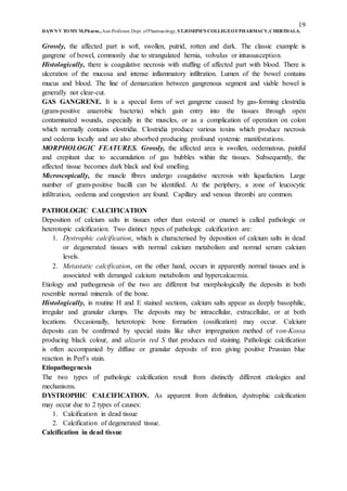 19
DAWN V TOMY M.Pharm.,Asst.Professor,Dept. ofPharmacology, ST.JOSEPH’S COLLEGEOFPHARMACY,CHERTHALA.
Grossly, the affected part is soft, swollen, putrid, rotten and dark. The classic example is
gangrene of bowel, commonly due to strangulated hernia, volvulus or intussusception.
Histologically, there is coagulative necrosis with stuffing of affected part with blood. There is
ulceration of the mucosa and intense inflammatory infiltration. Lumen of the bowel contains
mucus and blood. The line of demarcation between gangrenous segment and viable bowel is
generally not clear-cut.
GAS GANGRENE. It is a special form of wet gangrene caused by gas-forming clostridia
(gram-positive anaerobic bacteria) which gain entry into the tissues through open
contaminated wounds, especially in the muscles, or as a complication of operation on colon
which normally contains clostridia. Clostridia produce various toxins which produce necrosis
and oedema locally and are also absorbed producing profound systemic manifestations.
MORPHOLOGIC FEATURES. Grossly, the affected area is swollen, oedematous, painful
and crepitant due to accumulation of gas bubbles within the tissues. Subsequently, the
affected tissue becomes dark black and foul smelling.
Microscopically, the muscle fibres undergo coagulative necrosis with liquefaction. Large
number of gram-positive bacilli can be identified. At the periphery, a zone of leucocytic
infiltration, oedema and congestion are found. Capillary and venous thrombi are common.
PATHOLOGIC CALCIFICATION
Deposition of calcium salts in tissues other than osteoid or enamel is called pathologic or
heterotopic calcification. Two distinct types of pathologic calcification are:
1. Dystrophic calcification, which is characterised by deposition of calcium salts in dead
or degenerated tissues with normal calcium metabolism and normal serum calcium
levels.
2. Metastatic calcification, on the other hand, occurs in apparently normal tissues and is
associated with deranged calcium metabolism and hypercalcaemia.
Etiology and pathogenesis of the two are different but morphologically the deposits in both
resemble normal minerals of the bone.
Histologically, in routine H and E stained sections, calcium salts appear as deeply basophilic,
irregular and granular clumps. The deposits may be intracellular, extracellular, or at both
locations. Occasionally, heterotopic bone formation (ossification) may occur. Calcium
deposits can be confirmed by special stains like silver impregnation method of von-Kossa
producing black colour, and alizarin red S that produces red staining. Pathologic calcification
is often accompanied by diffuse or granular deposits of iron giving positive Prussian blue
reaction in Perl’s stain.
Etiopathogenesis
The two types of pathologic calcification result from distinctly different etiologies and
mechanisms.
DYSTROPHIC CALCIFICATION. As apparent from definition, dystrophic calcification
may occur due to 2 types of causes:
1. Calcification in dead tissue
2. Calcification of degenerated tissue.
Calcification in dead tissue
 