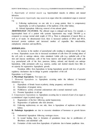 24
DAWN V TOMY M.Pharm.,Asst.Professor,Dept. ofPharmacology, ST.JOSEPH’S COLLEGEOFPHARMACY,CHERTHALA.
3. Hypertrophy of skeletal muscle e.g. hypertrophied muscles in athletes and manual
labourers.
4. Compensatory hypertrophy may occur in an organ when the contralateral organ is removed
e.g.
i) Following nephrectomy on one side in a young patient, there is compensatory
hypertrophy as well as hyperplasia of the nephrons of the other kidney.
ii) Adrenal hyperplasia following removal of one adrenal gland.
MORPHOLOGIC FEATURES. The affected organ is enlarged and heavy. For example, a
hypertrophied heart of a patient with systemic hypertension may weigh 700-800 g as
compared to average normal adult weight of 350 g. There is enlargement of muscle fibres as
well as of nuclei. At ultrastructural level, there is increased synthesis of DNA and RNA,
increased protein synthesis and increased number of organelles like mitochondria,
endoplasmic reticulum and myofibrils.
HYPERPLASIA
An increase in the number of parenchymal cells resulting in enlargement of the organ
or tissue. Hyperplasia occurs due to increased recruitment of cells from G0 (resting) phase of
the cell cycle to undergo mitosis, when stimulated. Labile cells (e.g. epithelial cells of the
skin and mucous membranes, cells of the bone marrow and lymph nodes) and stable cells
(e.g. parenchymal cells of the liver, pancreas, kidney, adrenal, and thyroid) can undergo
hyperplasia, while permanent cells (e.g. neurons, cardiac and skeletal muscle) have little or
no capacity for regenerative hyperplastic growth.
Neoplasia differs from hyperplasia in having hyperplastic growth with loss of growth-
regulatory mechanism due to change in genetic composition of the cell.
Hyperplasia is of 2 types:
A. Physiologic hyperplasia. Two types are:
1. Hormonal hyperplasia i.e. hyperplasia occurring under the influence of hormonal
stimulation e.g.
i) Hyperplasia of female breast at puberty, during pregnancy and lactation.
ii) Hyperplasia of pregnant uterus.
iii) Proliferative activity of normal endometrium after a normal menstrual cycle.
iv) Prostatic hyperplasia in old age.
2. Compensatory hyperplasia i.e. hyperplasia occurring due to removal of part of an organ or
a contralateral organ in paired organ e.g.
i) Regeneration of the liver following partial hepatectomy.
ii) Regeneration of epidermis after skin abrasion.
iii) Following nephrectomy on one side, there is hyperplasia of nephrons of the other
kidney.
B. Pathologic hyperplasia are due to excessive stimulation of hormones or growth factors
e.g.
i) Endometrial hyperplasia following oestrogen excess.
ii) In wound healing, there is formation of granulation tissue due to proliferation of
fibroblasts and endothelial cells.
iii) Formation of skin warts from hyperplasia of epidermis due to human papilloma virus.
 