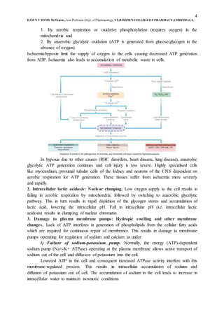 4
DAWN V TOMY M.Pharm.,Asst.Professor,Dept. ofPharmacology, ST.JOSEPH’S COLLEGEOFPHARMACY,CHERTHALA.
1. By aerobic respiration or oxidative phosphorylation (requires oxygen) in the
mitochondria and
2. By anaerobic glycolytic oxidation (ATP is generated from glucose/glycogen in the
absence of oxygen).
Ischaemia/hypoxia limit the supply of oxygen to the cells causing decreased ATP generation
from ADP. Ischaemia also leads to accumulation of metabolic waste in cells.
In hypoxia due to other causes (RBC disorders, heart disease, lung disease), anaerobic
glycolytic ATP generation continues and cell injury is less severe. Highly specialised cells
like myocardium, proximal tubular cells of the kidney and neurons of the CNS dependent on
aerobic respiration for ATP generation. These tissues suffer from ischaemia more severely
and rapidly.
2. Intracellular lactic acidosis: Nuclear clumping. Low oxygen supply to the cell results in
failing in aerobic respiration by mitochondria, followed by switching to anaerobic glycolytic
pathway. This in turn results in rapid depletion of the glycogen stores and accumulation of
lactic acid, lowering the intracellular pH. Fall in intracellular pH (i.e. intracellular lactic
acidosis) results in clumping of nuclear chromatin.
3. Damage to plasma membrane pumps: Hydropic swelling and other membrane
changes. Lack of ATP interferes in generation of phospholipids from the cellular fatty acids
which are required for continuous repair of membranes. This results in damage to membrane
pumps operating for regulation of sodium and calcium as under:
i) Failure of sodium-potassium pump. Normally, the energy (ATP)-dependent
sodium pump (Na+-K+ ATPase) operating at the plasma membrane allows active transport of
sodium out of the cell and diffusion of potassium into the cell.
Lowered ATP in the cell and consequent increased ATPase activity interfere with this
membrane-regulated process. This results in intracellular accumulation of sodium and
diffusion of potassium out of cell. The accumulation of sodium in the cell leads to increase in
intracellular water to maintain isosmotic conditions
 