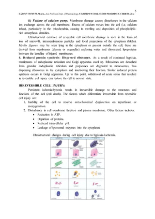 5
DAWN V TOMY M.Pharm.,Asst.Professor,Dept. ofPharmacology, ST.JOSEPH’S COLLEGEOFPHARMACY,CHERTHALA.
ii) Failure of calcium pump. Membrane damage causes disturbance in the calcium
ion exchange across the cell membrane. Excess of calcium moves into the cell (i.e. calcium
influx), particularly in the mitochondria, causing its swelling and deposition of phospholipid-
rich amorphous densities.
Ultrastructural evidence of reversible cell membrane damage is seen in the form of
loss of microvilli, intramembranous particles and focal projections of the cytoplasm (blebs).
Myelin figures may be seen lying in the cytoplasm or present outside the cell, these are
derived from membranes (plasma or organellar) enclosing water and dissociated lipoproteins
between the lamellae of injured membranes.
4. Reduced protein synthesis: Dispersed ribosomes. As a result of continued hypoxia,
membranes of endoplasmic reticulum and Golgi apparatus swell up. Ribosomes are detached
from granular endoplasmic reticulum and polysomes are degraded to monosomes, thus
dispersing ribosomes in the cytoplasm and inactivating their function. Similar reduced protein
synthesis occurs in Golgi apparatus. Up to this point, withdrawal of acute stress that resulted
in reversible cell injury can restore the cell to normal state.
IRREVERSIBLE CELL INJURY:
Persistent ischemia/hypoxia results in irreversible damage to the structures and
functions of the cell (cell death). The factors which differentiate irreversible from reversible
cell injury are:
1. Inability of the cell to reverse mitochondrial dysfunction on reperfusion or
reoxygenation.
2. Disturbance in cell membrane function and plasma membrane. Other factors includes:
 Reduction in ATP.
 Depletion of proteins.
 Reduced intracellular pH.
 Leakage of lysosomal enzymes into the cytoplasm.
Ultrastructural changes during cell injury due to hypoxia-Ischemia.
 