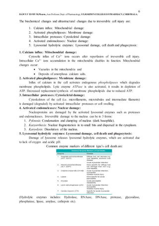 6
DAWN V TOMY M.Pharm.,Asst.Professor,Dept. ofPharmacology, ST.JOSEPH’S COLLEGEOFPHARMACY,CHERTHALA.
The biochemical changes and ultrastructural changes due to irreversible cell injury are:
1. Calcium influx: Mitochondrial damage:
2. Activated phospholipases: Membrane damage:
3. Intracellular proteases: Cytoskeletal damage:
4. Activated endonucleases: Nuclear damage:
5. Lysosomal hydrolytic enzymes: Lysosomal damage, cell death and phagocytosis:
1. Calcium influx: Mitochondrial damage:
Cytosolic influx of Ca2+ ions occurs after reperfusion of irreversible cell injury.
Intracellular Ca2+ ions accumulation in the mitochondria disables its function. Mitochondrial
changes occur:
 Vacuoles in the mitochondria and
 Deposits of amorphous calcium salts.
2. Activated phospholipases: Membrane damage:
Influx of calcium in the cell activates endogenous phospholipases which degrades
membrane phospholipids. Lytic enzyme ATPase is also activated, it results in depletion of
ATP. Decreased replacement/synthesis of membrane phospholipids due to reduced ATP.
3. Intracellular proteases: Cytoskeletal damage:
Cytoskeleton of the cell (i.e. microfilaments, microtubules and intermediate filaments)
is damaged (degraded) by activated intracellular proteases or cell swelling.
4. Activated endonucleases: Nuclear damage:
Nucleoproteins are damaged by the activated lysosomal enzymes such as proteases
and endonucleases. Irreversible damage to the nucleus can be in 3 forms:
1. Pyknosis: Condensation and clumping of nucleus (dark basophilic).
2. Karyorrhexis: Nuclear fragmentation in to small bits and dispersed in the cytoplasm.
3. Karyolysis: Dissolution of the nucleus.
5. Lysosomal hydrolytic enzymes: Lysosomal damage, cell death and phagocytosis:
Damage of lysosome releases lysosomal hydrolytic enzymes, which are activated due
to lack of oxygen and acidic pH.
Common enzyme markers of different type’s cell death are:
(Hydrolytic enzymes includes: Hydrolase, RNAase, DNAase, protease, glycosidase,
phosphatase, lipase, amylase, cathepsin etc).
 