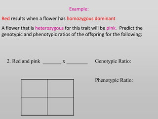 Example:
Red results when a flower has homozygous dominant
A flower that is heterozygous for this trait will be pink. Predict the
genotypic and phenotypic ratios of the offspring for the following:
Genotypic Ratio:
Phenotypic Ratio:
2. Red and pink _______ x ________
 