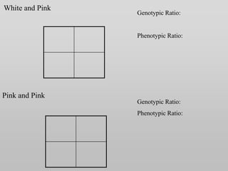 Genotypic Ratio:
Phenotypic Ratio:
Genotypic Ratio:
Phenotypic Ratio:
White and Pink
Pink and Pink
 