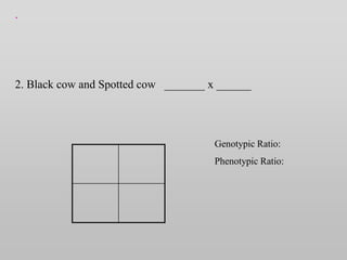 .
2. Black cow and Spotted cow _______ x ______
Genotypic Ratio:
Phenotypic Ratio:
 
