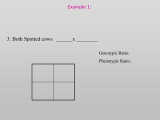 Example 1:
3. Both Spotted cows ______x ________
Genotypic Ratio:
Phenotypic Ratio:
 