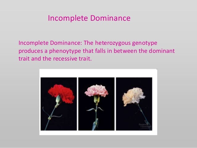 complete dominance incomplete dominance and codominance ppt