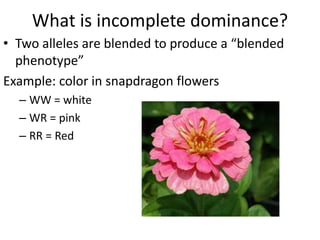 Incomplete and codominance | PPTX