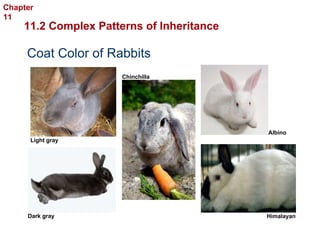 Complex Inheritance and Human Heredity Coat Color of Rabbits  Light gray Dark gray Himalayan Albino Chinchilla 11.2 Complex Patterns of Inheritance Chapter 11 