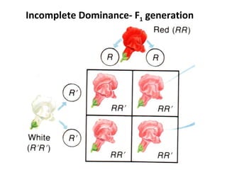Incomplete Dominance- F 1  generation 