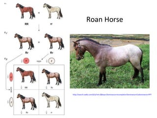 http://search.vadlo.com/b/q?rel=2&keys=Dominance+Incomplete+Dominance+Codominance+PPT   Roan Horse 