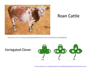 Roan Cattle Variegated Clover http://3.bp.blogspot.com/_zUPrgMM5tUg/SSVdrs59_uI/AAAAAAAAAA8/qJGjG2nZPhk/s200/codominance.GIF   http://www.ccs.k12.in.us/chsteachers/BYost/Biology%20Notes/CH11notescoincompletedom_files/image004.jpg   