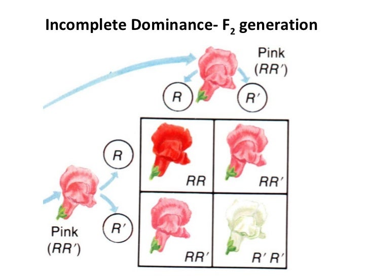 incomplete-codominance-multiple-alleles