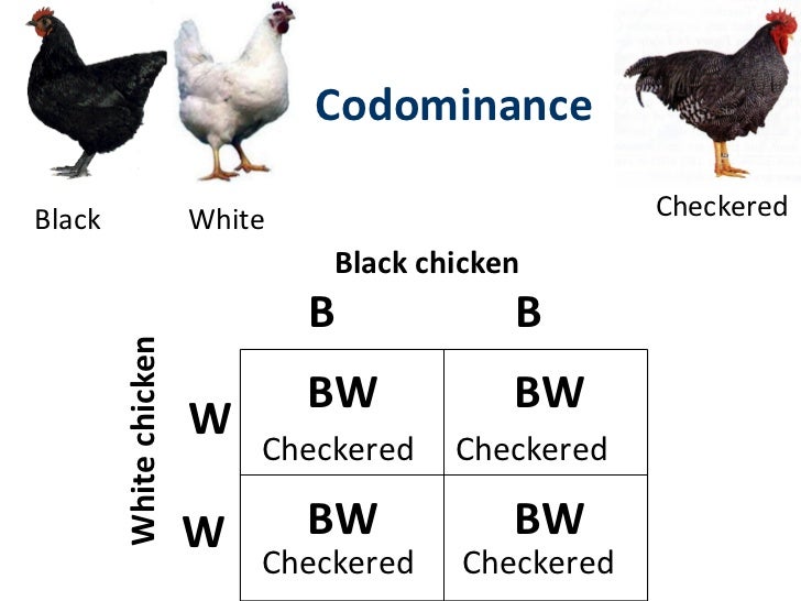 incomplete-codominance-multiple-alleles