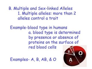 B. Multiple and Sex-linked Alleles
    1. Multiple alleles: more than 2
    alleles control a trait

Example-blood type in humans
        a. blood type is determined
        by presence or absence of
        proteins on the surface of
        red blood cells

Examples- A, B, AB, & O
 