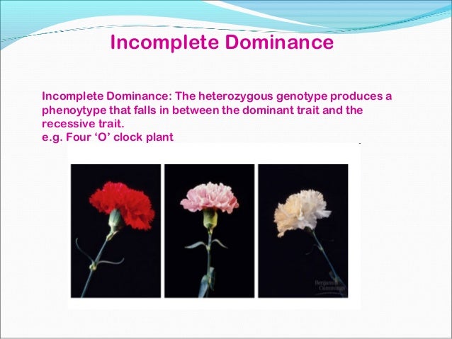 what genotype is an example of an incomplete dominant trait