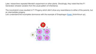 Later, researchers repeated Mendel’s experiment on other plants. Shockingly, they noted that the F1
Generation showed variation from the usual pattern of inheritance.
The monohybrid cross resulted in F1 Progeny which didn’t show any resemblance to either of the parents, but
an intermediate progeny.
Let’s understand the incomplete dominance with the example of Snapdragon flower (Antirrhinum sp).
 