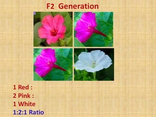 Incomplete Dominance.pptx