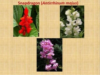 Incomplete Dominance.pptx