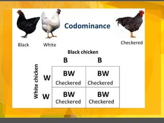 Incomplete Dominance and Codominance.pptx