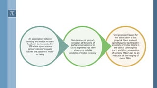 One proposed reason for
this association is that
pinprick fibers in lateral
spinothalamic tract travel in
proximity of motor fifibers in
the lateral corticospinal
tract, and thus, preservation
of sensory fifibers can be an
indicator of the integrity of
motor fifiber
Maintenance of pinprick
sensation at the zone of
partial preservation or in
sacral segments has been
shown as a reliable
predictor of motor recovery
An association between
sensory and motor recovery
has been demonstrated in
SCI where spontaneous
sensory recovery usually
follows the pattern of motor
recovery
 
