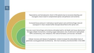 Hypovolemia and hemodynamic shock in SCI patients due to excessive bleeding and
neurogenic shock result in compromised spinal cord perfusion and ischemia
Increased tissue pressure in edematous injured spinal cord and hemorrhage-induced
vasospasm in intact vessels further disrupts blood flow to the spinal cord
Vascular insult, hemorrhage and ischemia ultimately lead to cell death and tissue destruction
through multiple mechanisms, including oxygen deprivation, loss of adenosine triphosphate
(ATP), excitotoxicity, ionic imbalance, free radical formation, and necrotic cell death
Cellular necrosis and release of cytoplasmic content increase the extracellular level of
glutamate causing glutamate excitotoxicity (the main excitatory neurotransmitter in the CNS)
 