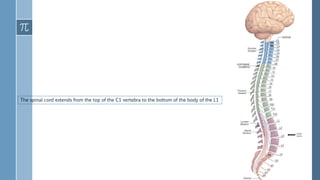 The spinal cord extends from the top of the C1 vertebra to the bottom of the body of the L1
 