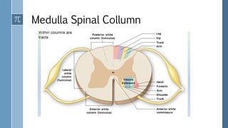 Medulla Spinal Collumn
 