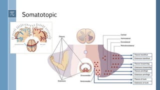 Somatotopic
 