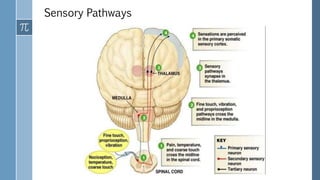 Sensory Pathways
 