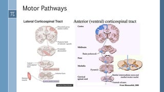 Motor Pathways
 