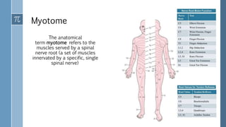 Myotome
The anatomical
term myotome refers to the
muscles served by a spinal
nerve root (a set of muscles
innervated by a specific, single
spinal nerve)
 